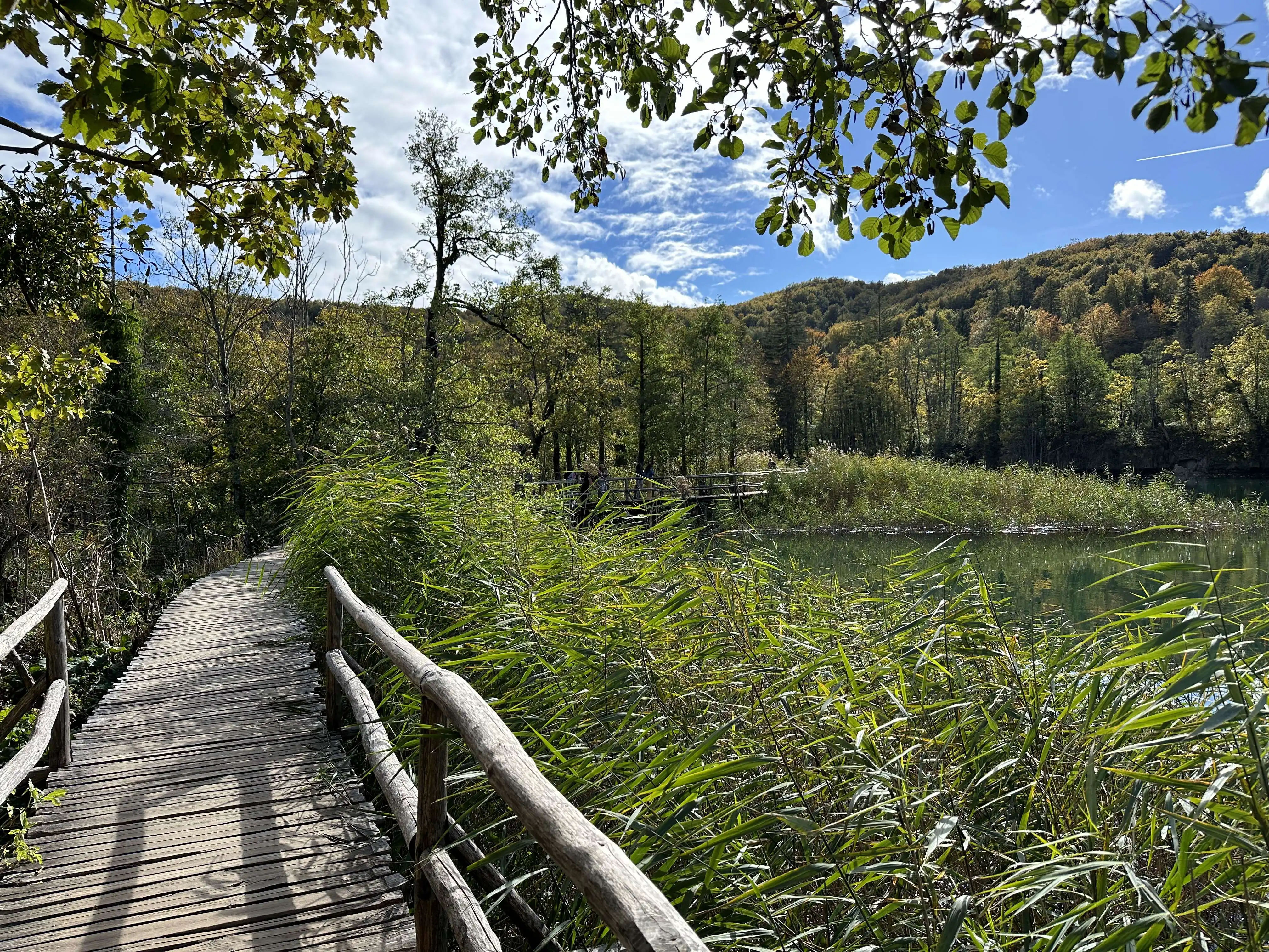 Holzstege im Schilf