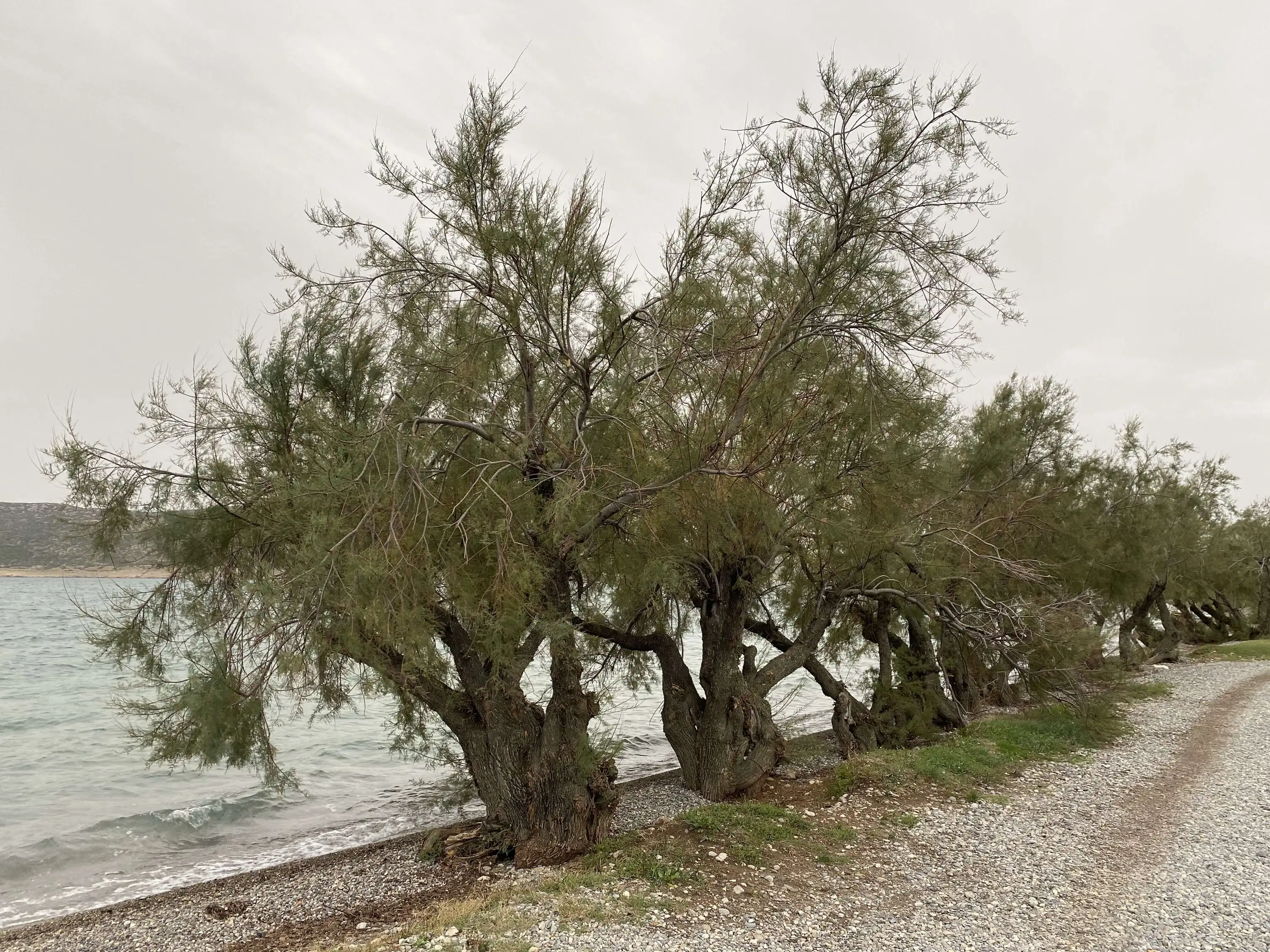 Strand von Starigrad-Paklenica