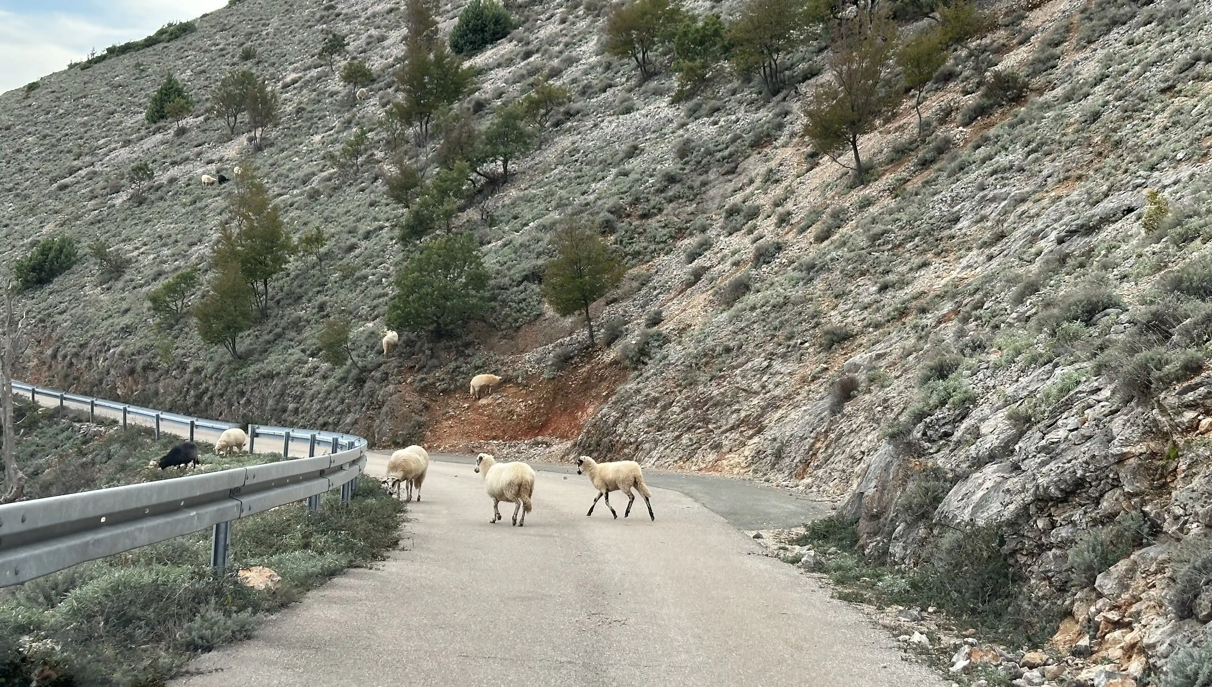 Schafe am Heimweg